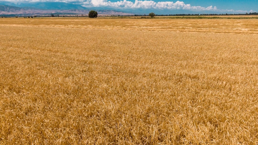 Offerings a-large-field-of-dry-grass-under-a-blue-sky-z-6o1b0t7jy