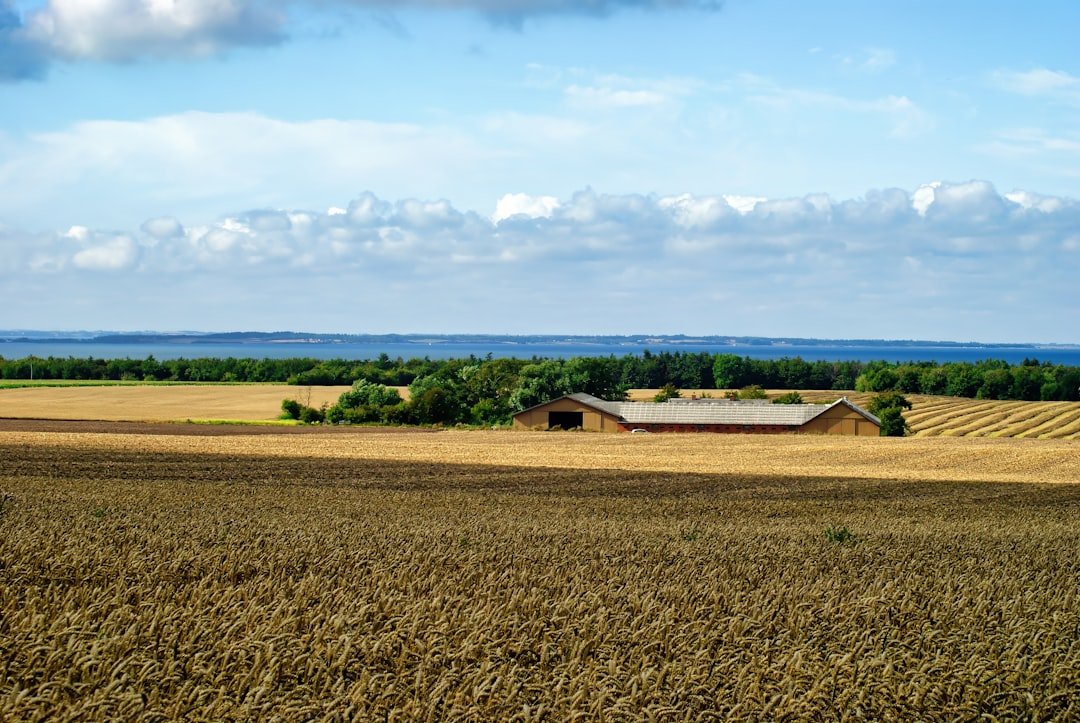 Home Rural field with cereal plant growth, nature and sky.
