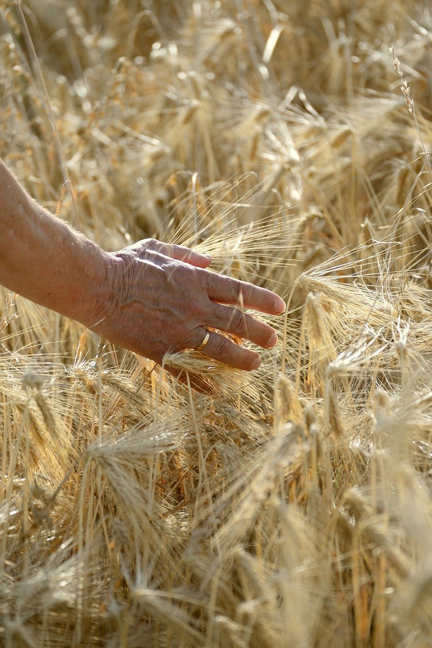 About hand, human, man, grain, spike, grain field, stalks, grasp, to harvest, bio, nature, harvest time, ripe, cereal cultivation, agriculture, ecology