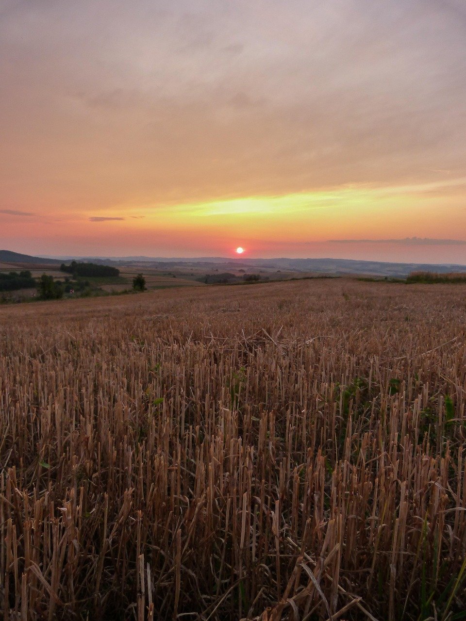 Home stubble, cereal, west, the cultivation of, field, agriculture, landscape, harvest, village